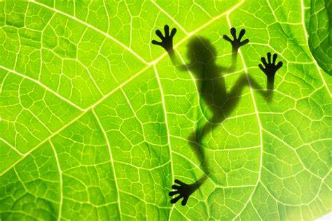 AP生物课程四大主题介绍,各单元考试占比怎样